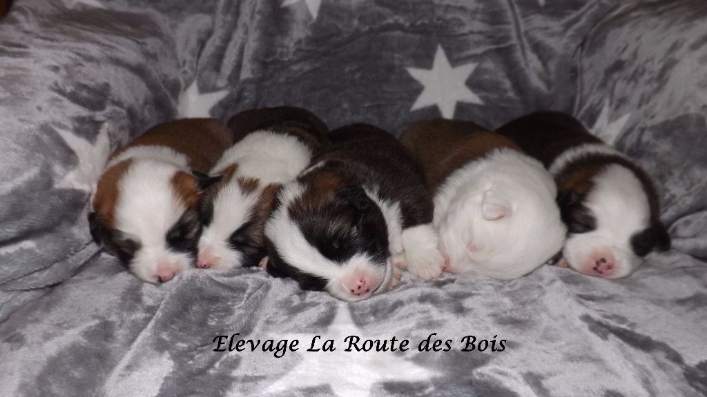 Frá Hétta - Berger islandais - Portée née le 27/12/2016