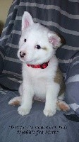 CHIOT