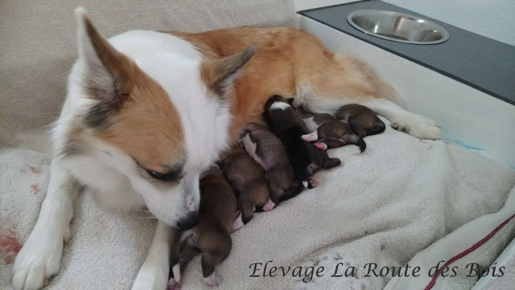 Chiot Berger islandais Frá Hétta